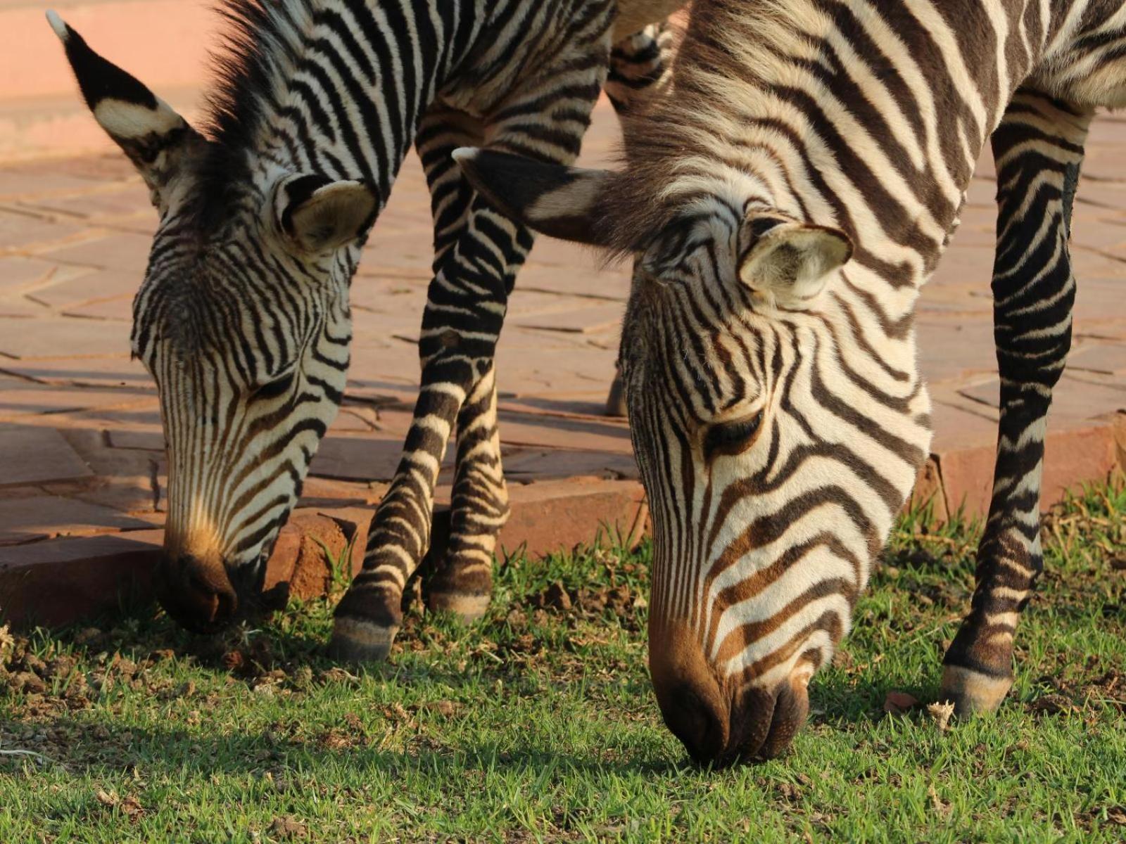 We Kebi Safari Lodge Sesriem Eksteriør bilde